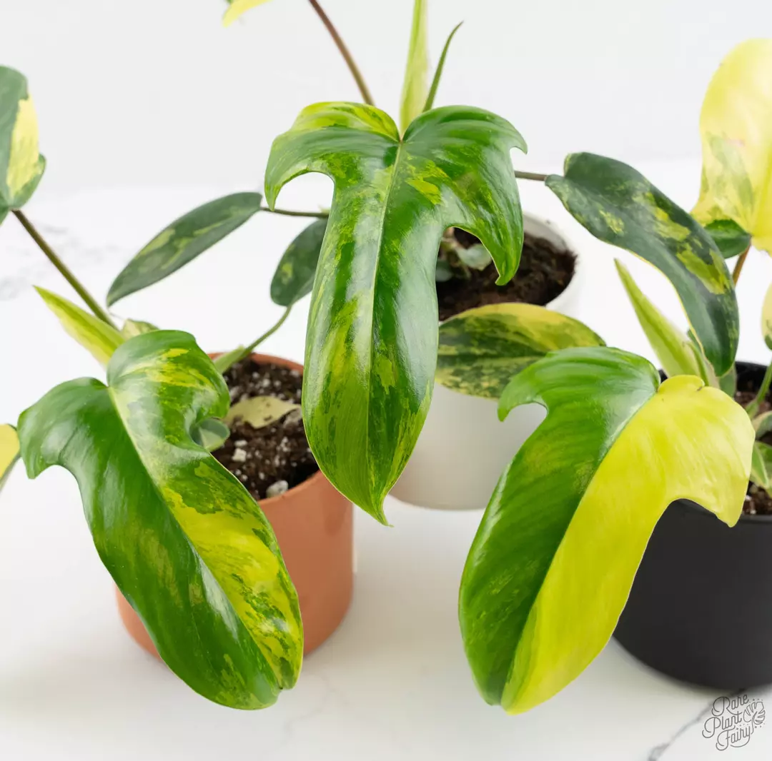 Philodendron 'Florida Beauty' *Grower's Choice* thumbnail