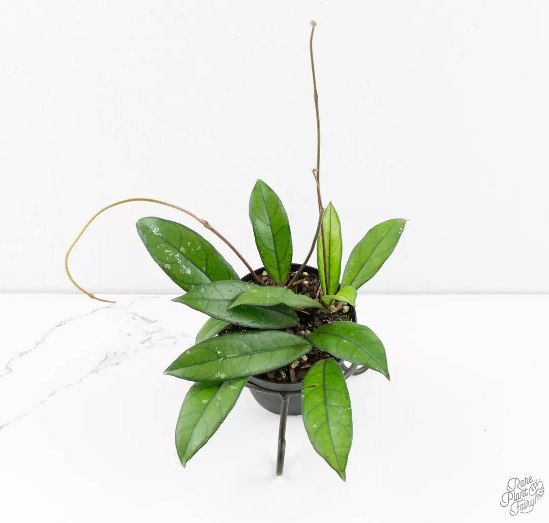 Hoya crassipetiolata *Grower's Choice* thumbnail