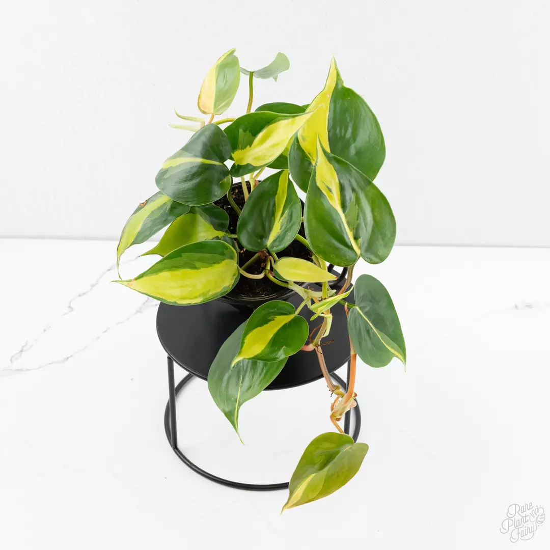 Philodendron 'Cream Splash' *Grower's Choice* thumbnail