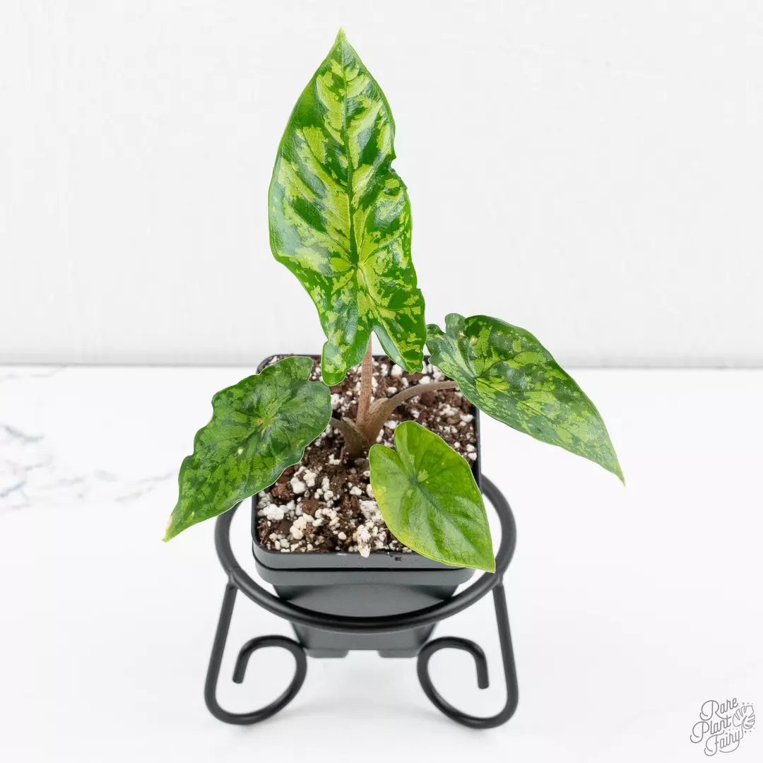 Alocasia 'Shattered Glass'  *Grower's Choice* thumbnail