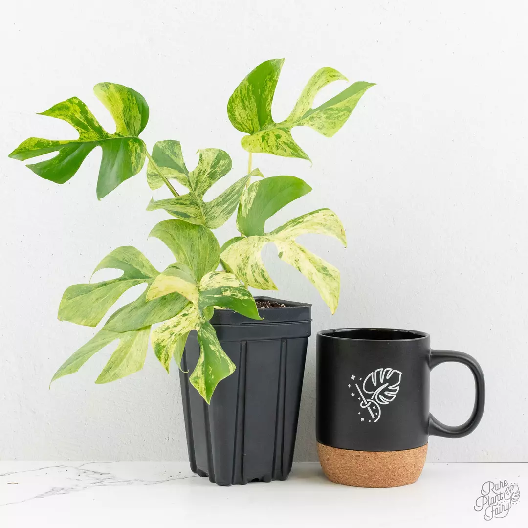 Rhaphidophora tetrasperma 'Migma' *Grower's Choice* thumbnail