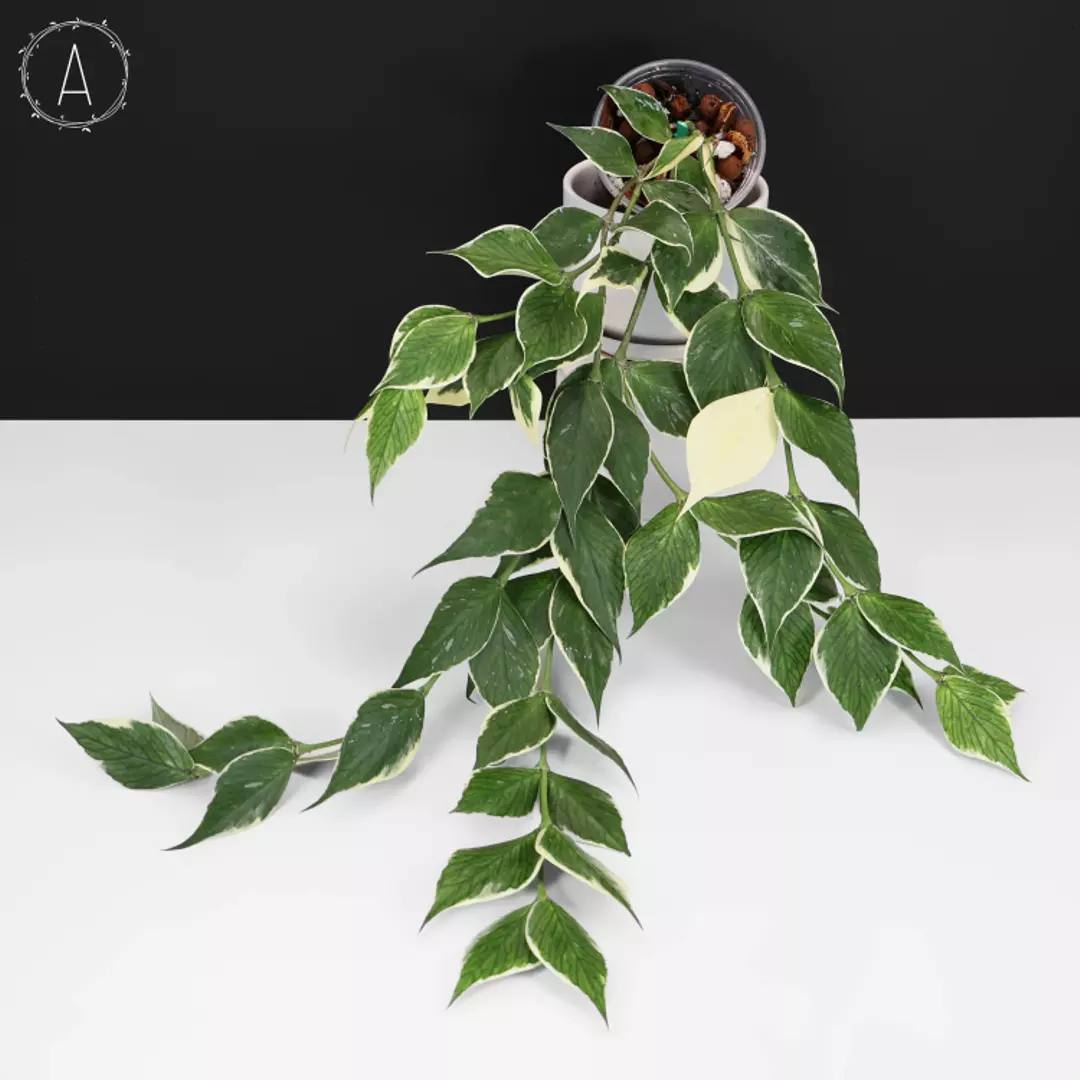 Hoya Polyneura Albomarginata thumbnail