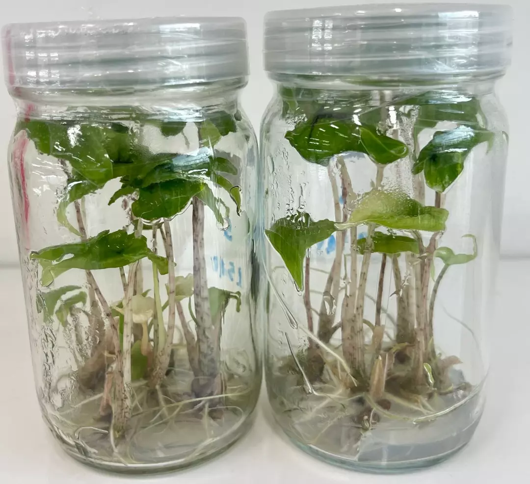 Alocasia Jacklyn (BAG 10 plants) Tissue Culture thumbnail