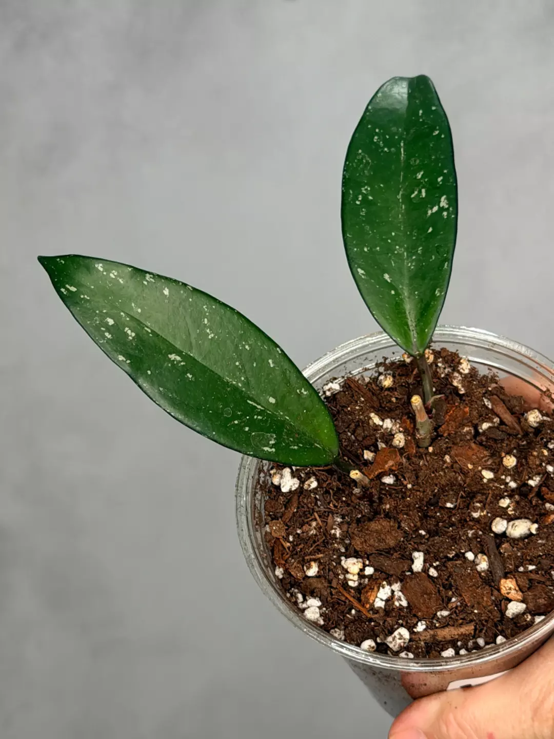 Hoya pubicalyx ‘Reva’ thumbnail