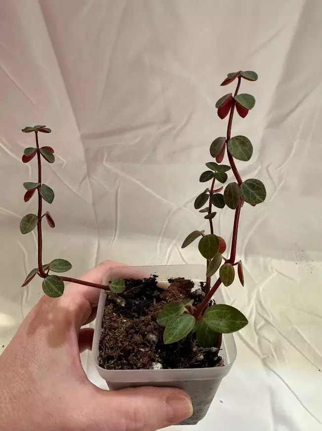 0081 Peperomia Red Log thumbnail