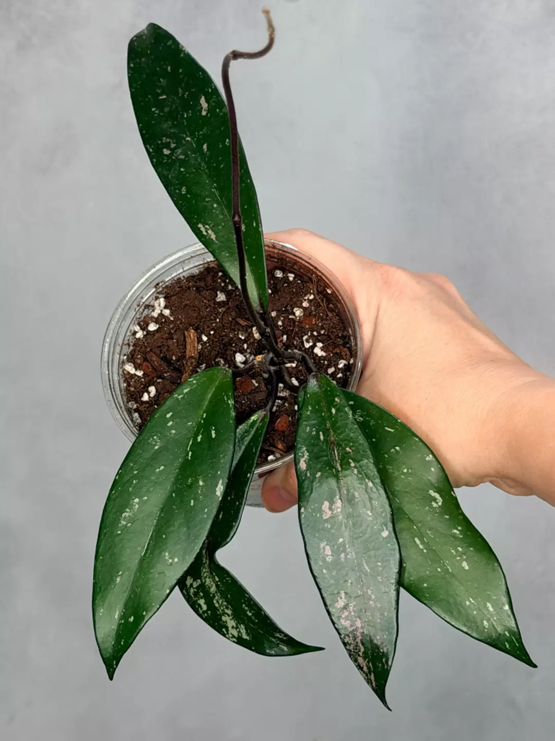 Hoya pubicalyx ‘Reva’ thumbnail