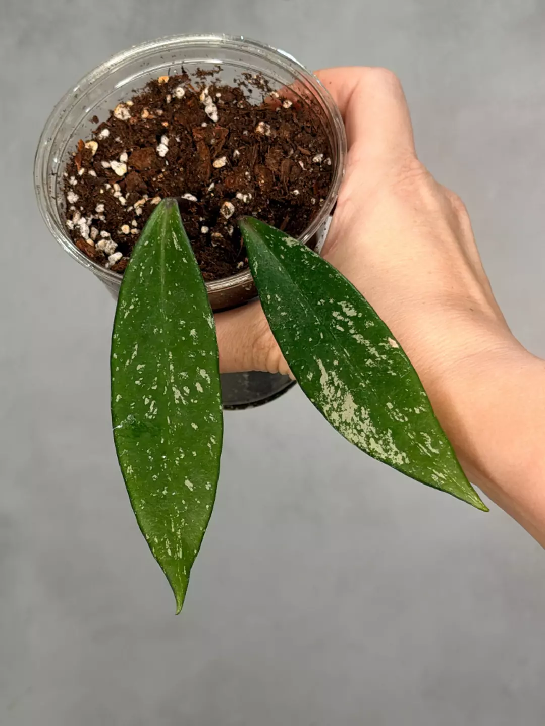 Hoya pubicalyx ‘Reva’ thumbnail