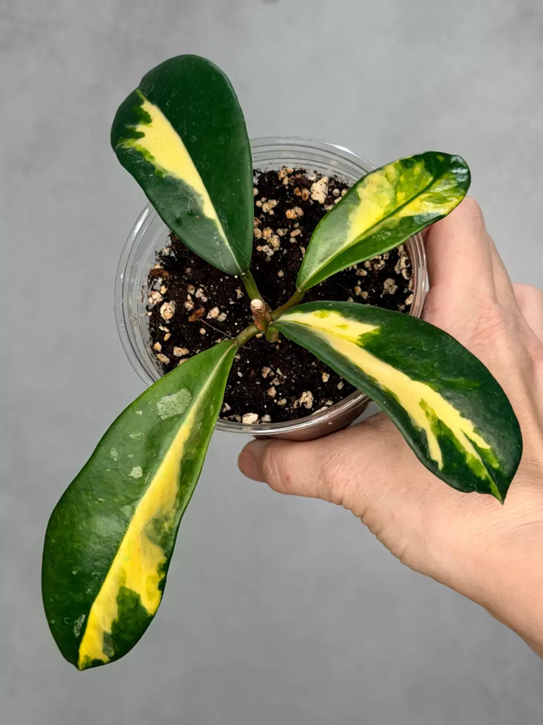 Hoya diversifolia ‘Maharani’ thumbnail