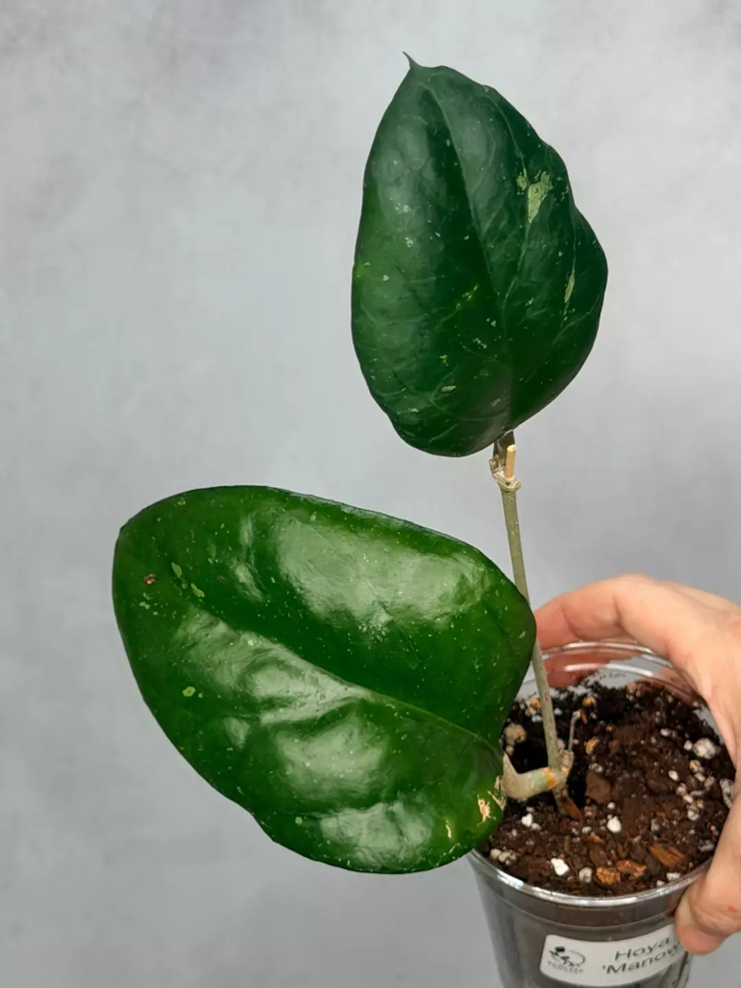 Hoya ‘Manow’ thumbnail