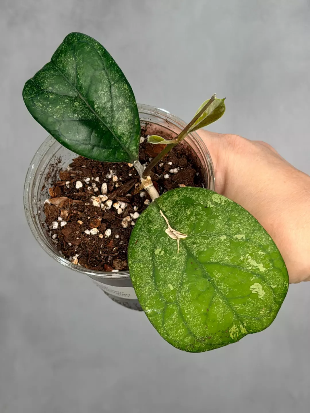 Hoya sp. (seed selection by patcharawalai) thumbnail