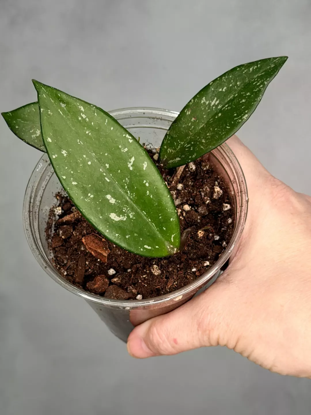 Hoya pubicalyx ‘Reva’ thumbnail