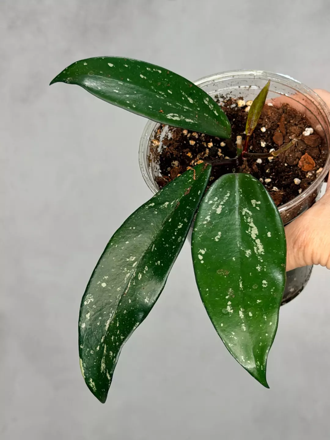 Hoya pubicalyx ‘Reva’ thumbnail