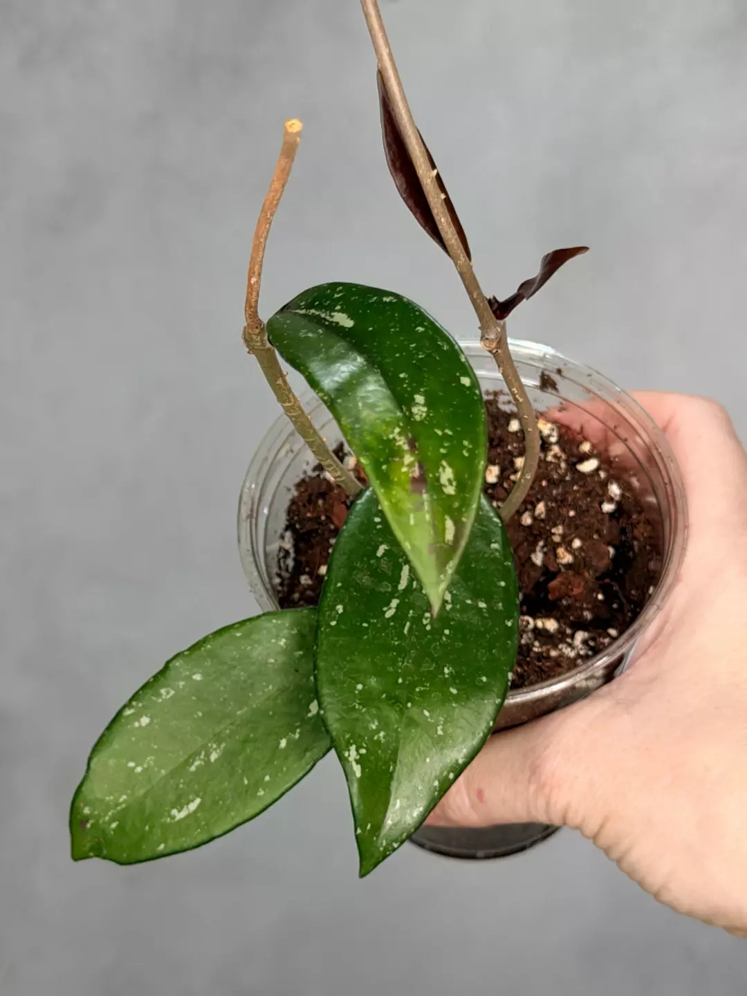 Hoya pubicalyx ‘Reva’ thumbnail