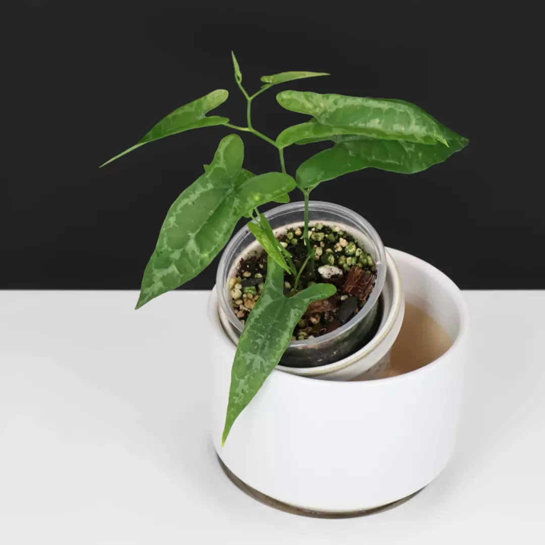 Dioscorea Peru sp. "Baby Croc" thumbnail