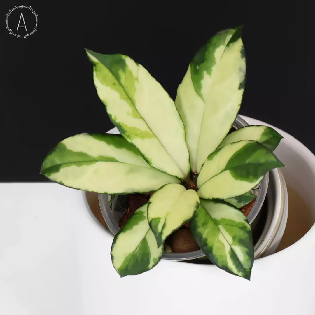 Hoya Crassipetiolata Variegated thumbnail