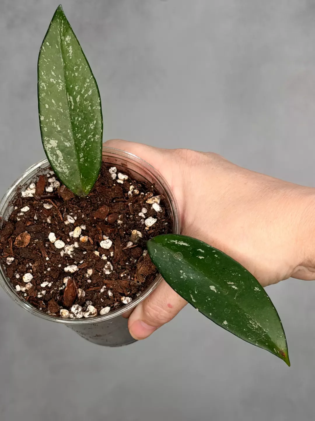 Hoya pubicalyx ‘Reva’ thumbnail