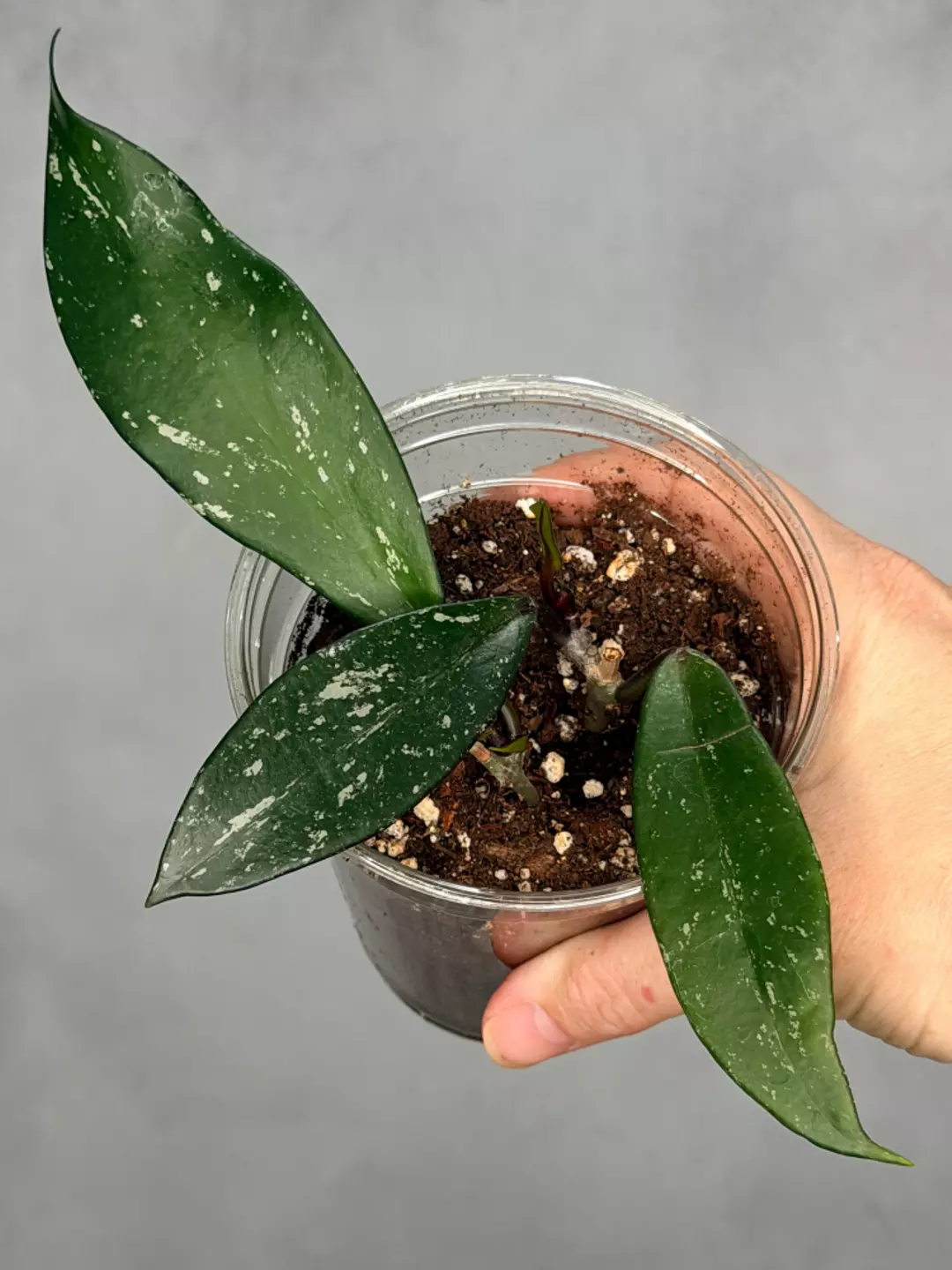 Hoya pubicalyx ‘Reva’ thumbnail