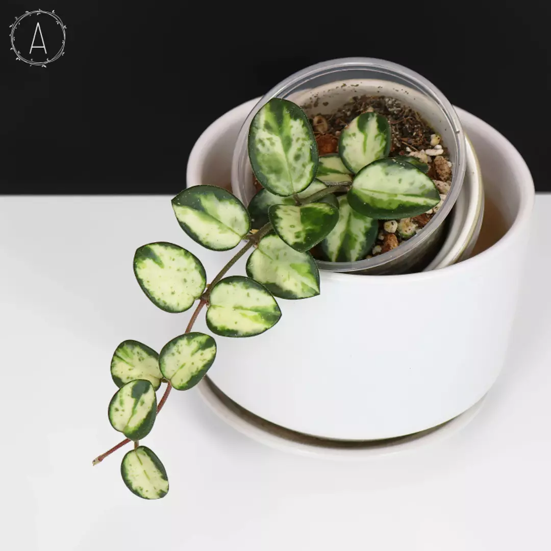 Hoya Mathilde Inner Variegated thumbnail