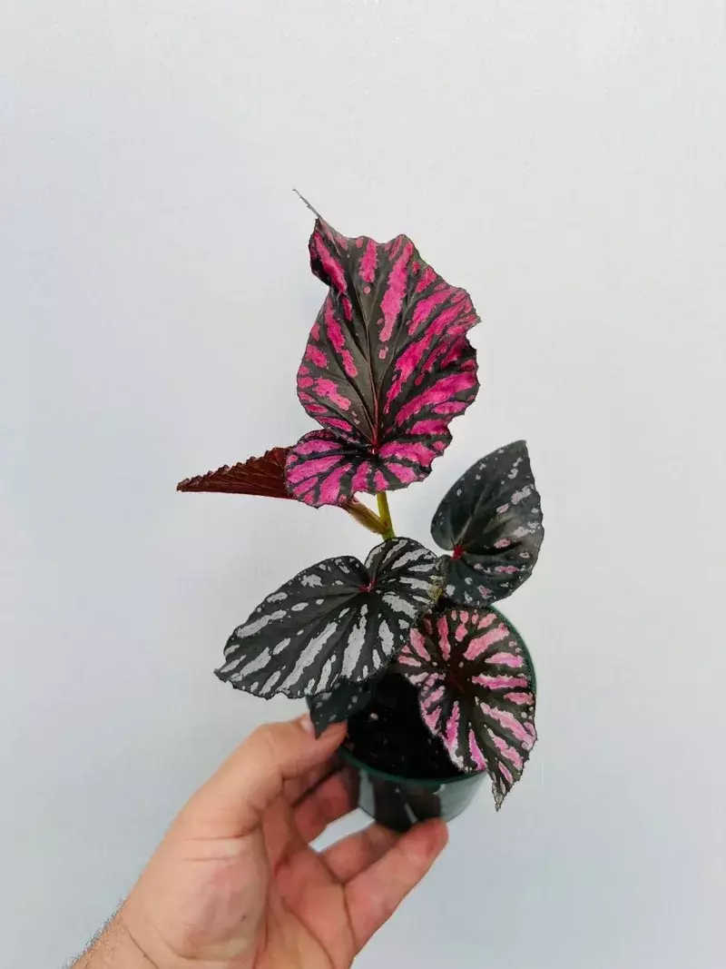 Begonia brevirimosa 'Exotica' 4" thumbnail