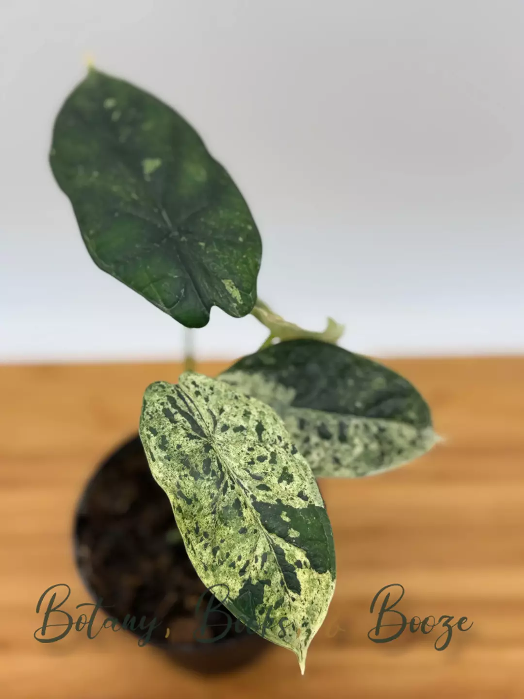 Alocasia Dragon Scale Mint Variegated 4" pot thumbnail