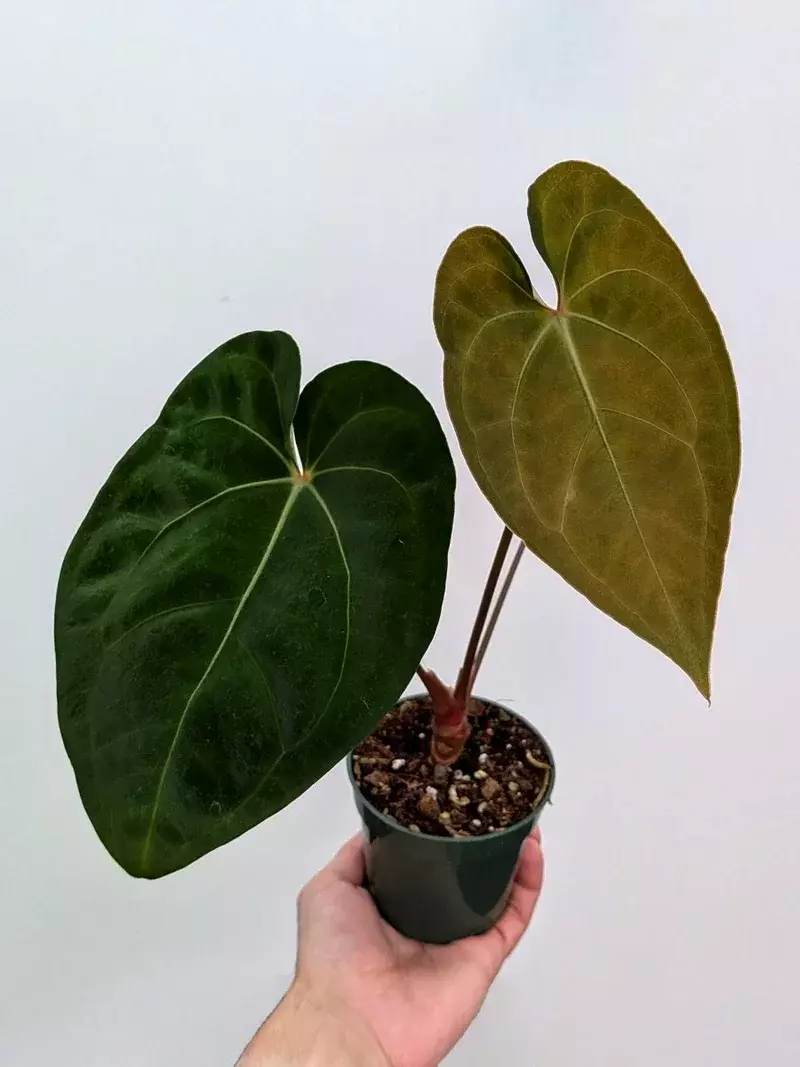 Anthurium papillilaminum x (AOS x forgetii) 4" thumbnail