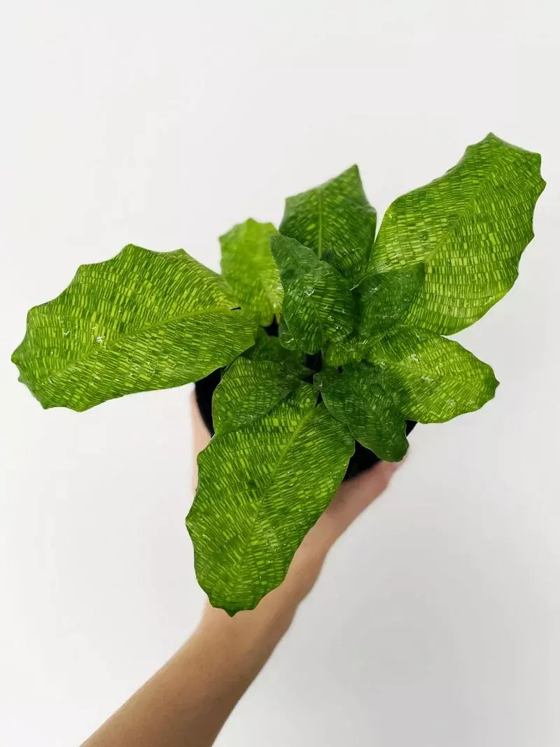 Calathea musaica (Network Prayer Plant) 4' thumbnail