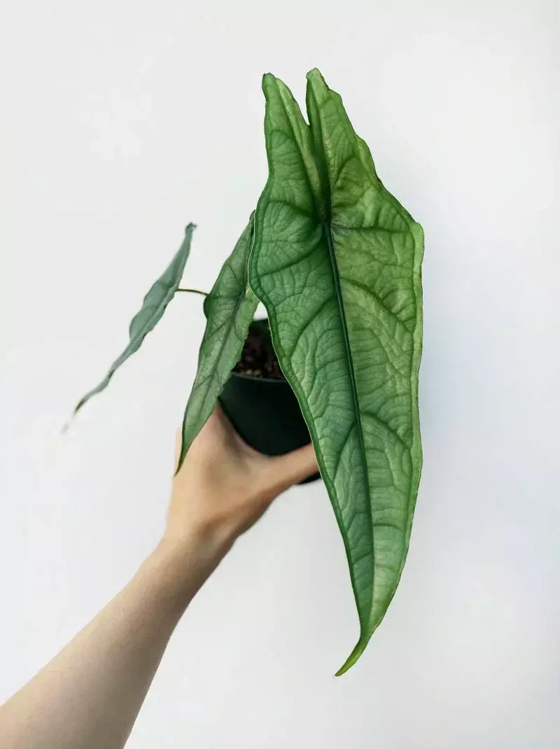 Alocasia heterophylla 'Dragon's Breath' 4" thumbnail