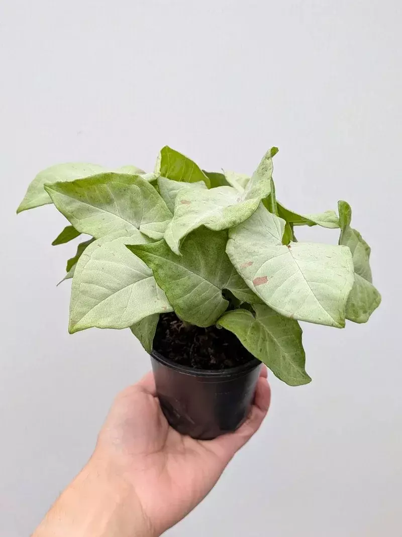 Syngonium 'Confetti' thumbnail