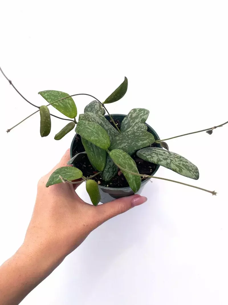 Hoya sigillatis 'Wide Form' 4" thumbnail