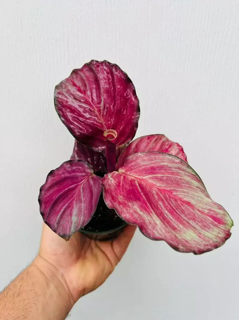 Calathea 'Good Luck' LG  thumbnail