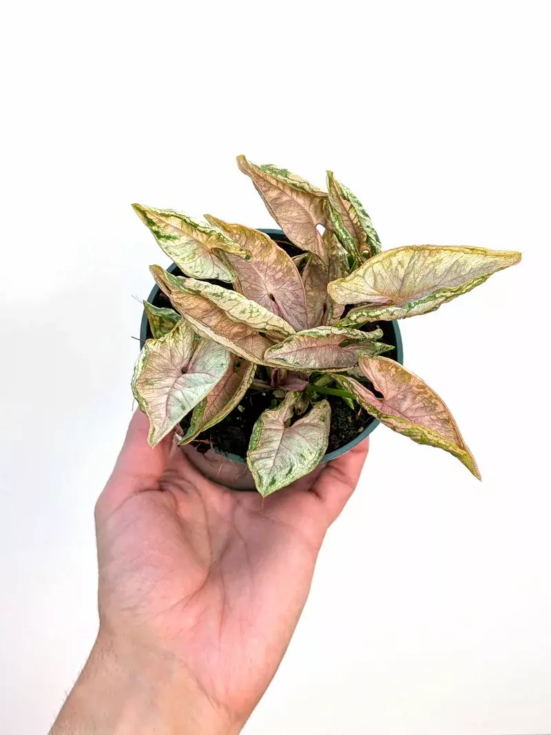 Syngonium 'Pink Rolli' 4" thumbnail