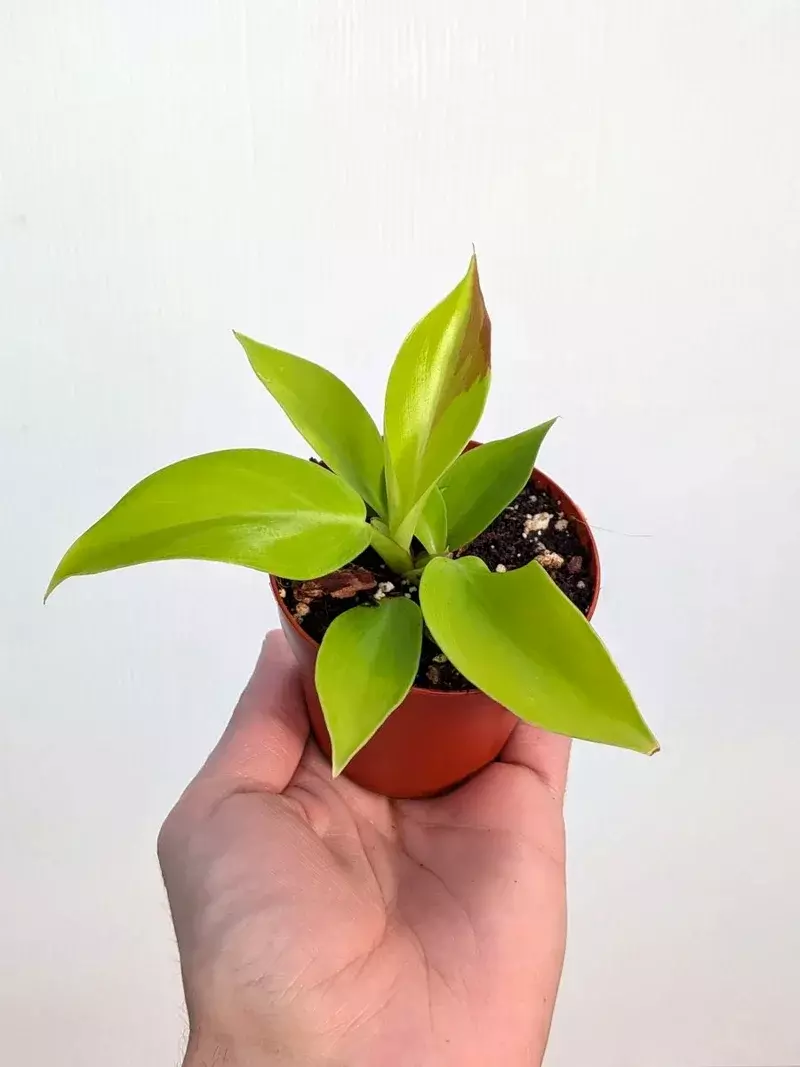 Philodendron 'Red Moon' 3" thumbnail