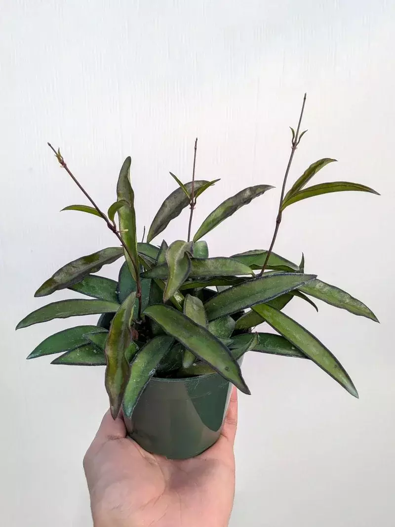 Hoya wayetii 4" thumbnail