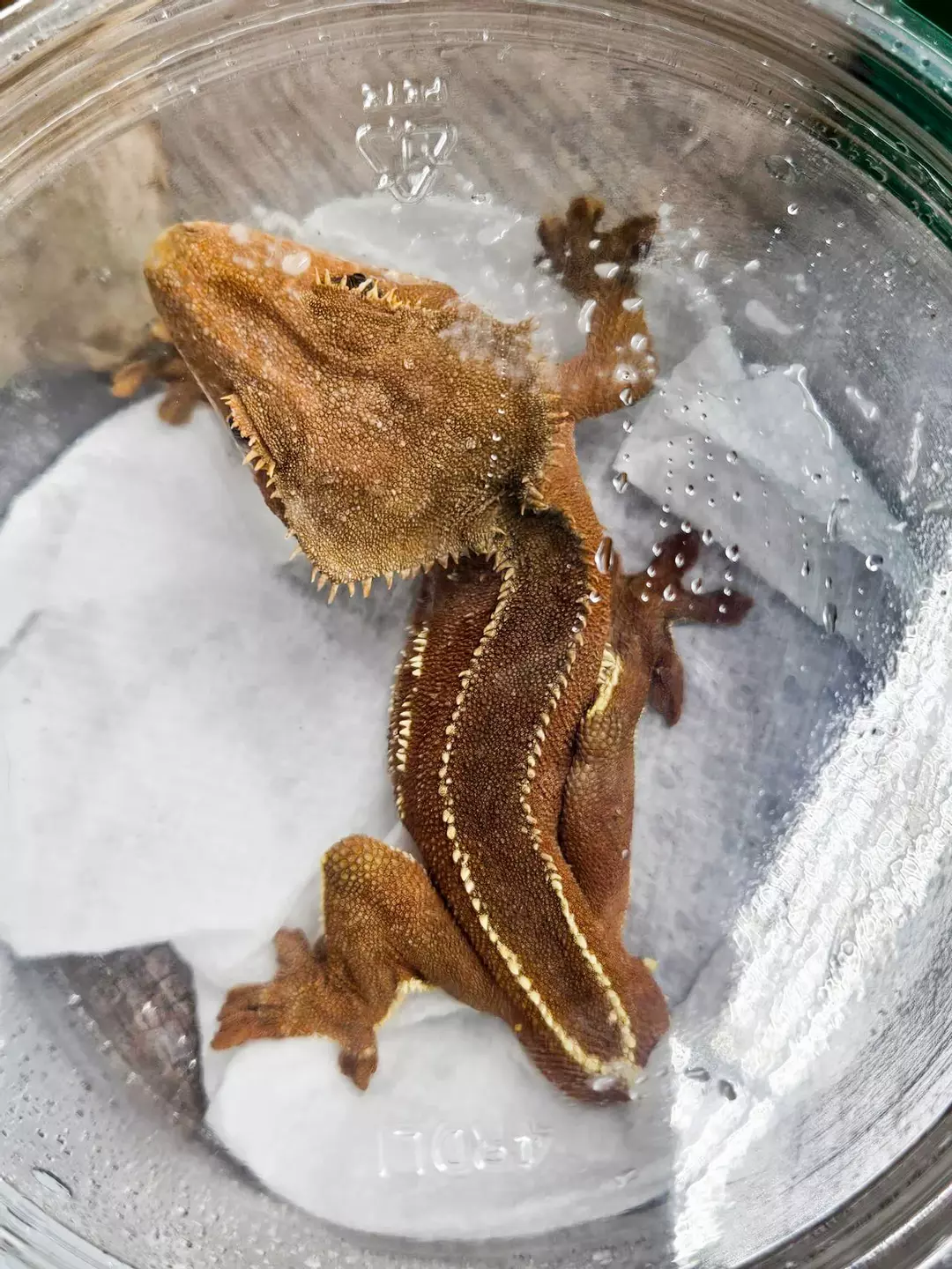 a19. Dark Red Phantom Part Pins Ports Super Soft Scale AC Reptiles thumbnail