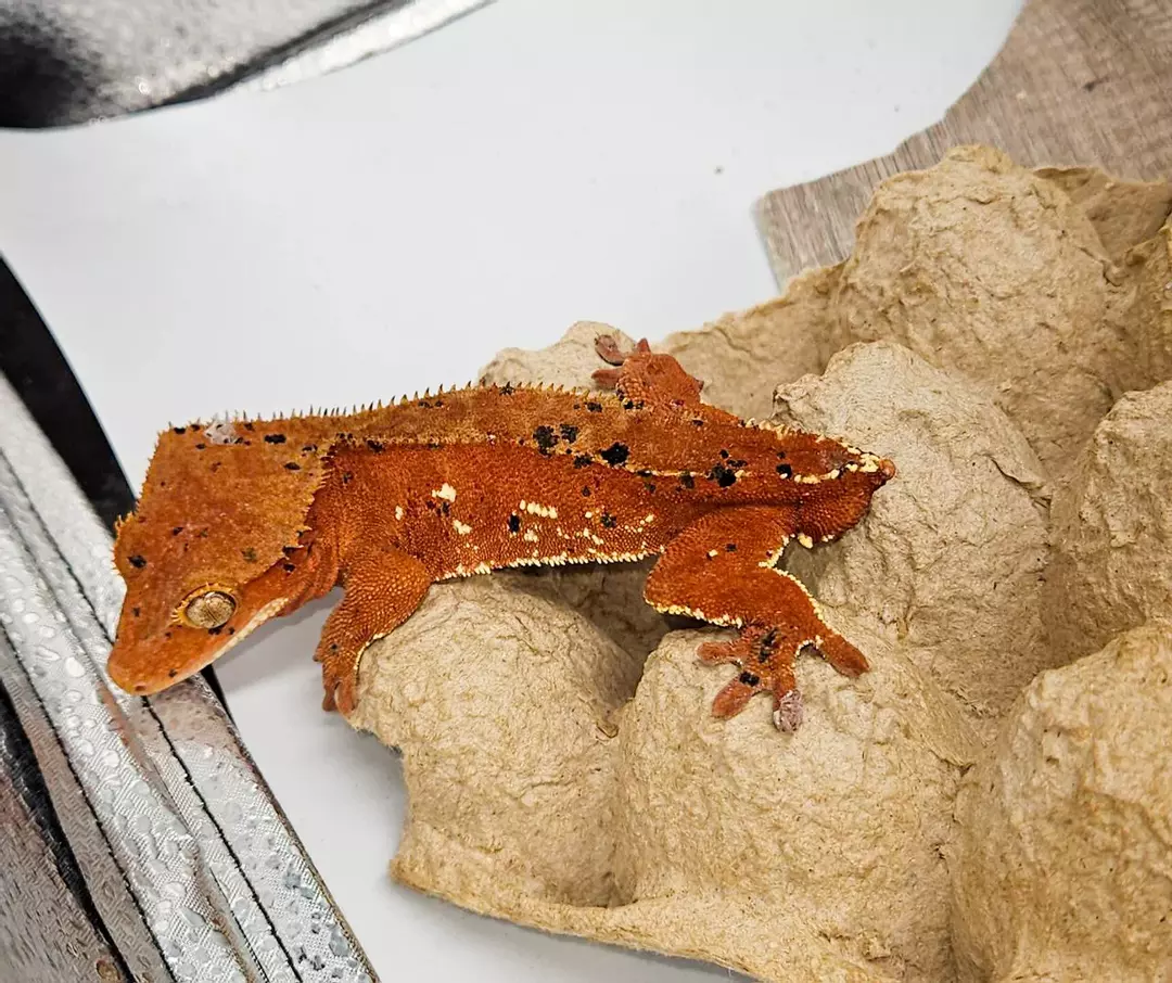 a15. Holdback Red Phantom Super Dal with Ports, Bullseye, Red Spots. Prod AC Rep thumbnail