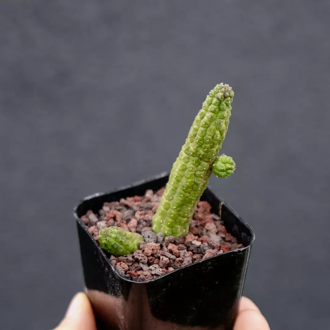 Echidnopsis nubica thumbnail