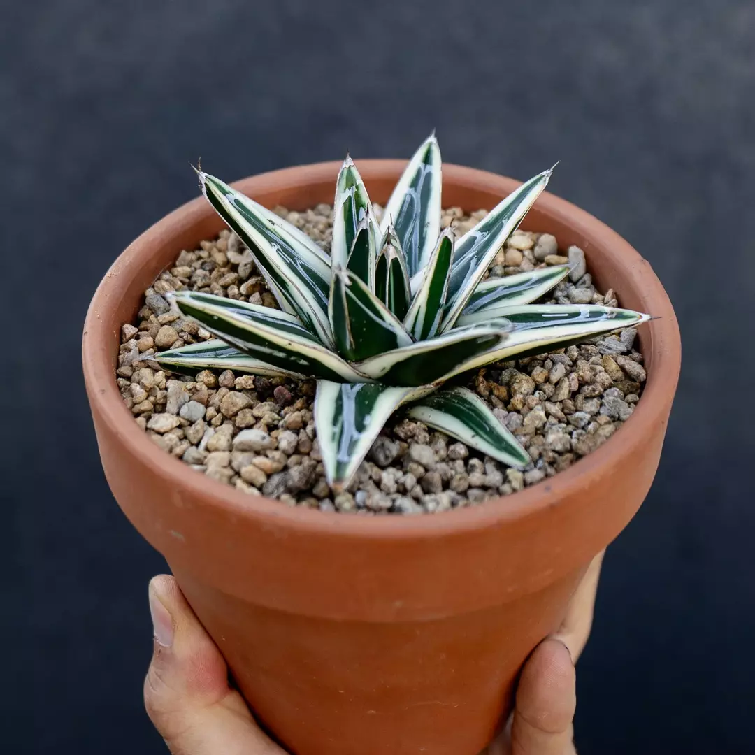 Agave victoriae-reginae f. albo marginata thumbnail