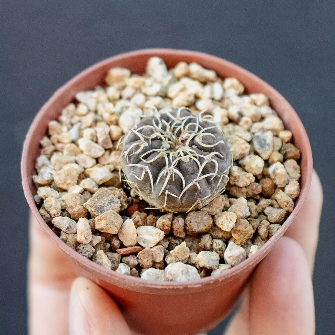 Gymnocalycium triacanthum var. platygonum thumbnail