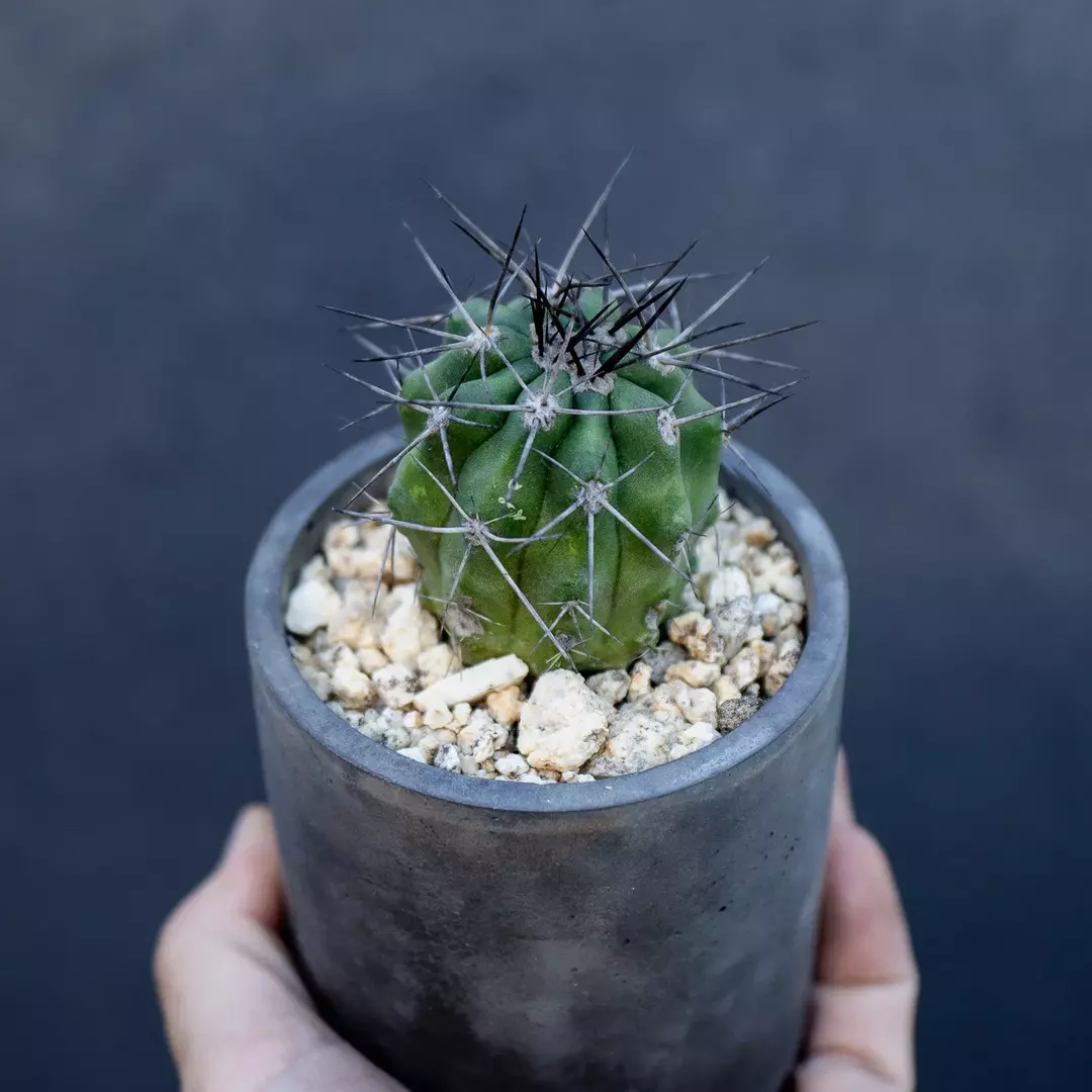 Copiapoa marginata thumbnail