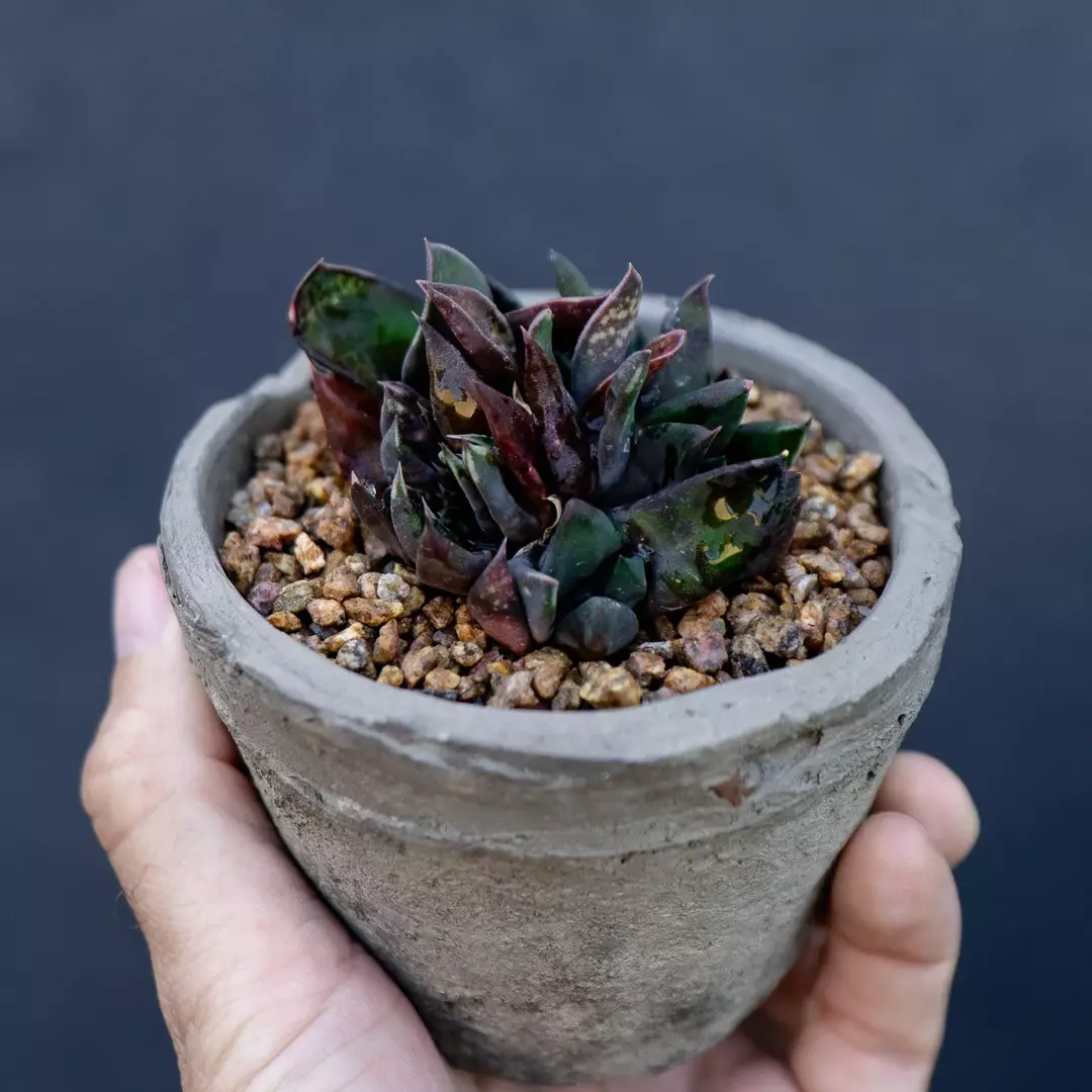 Gasteria nigricans var. monstrose thumbnail