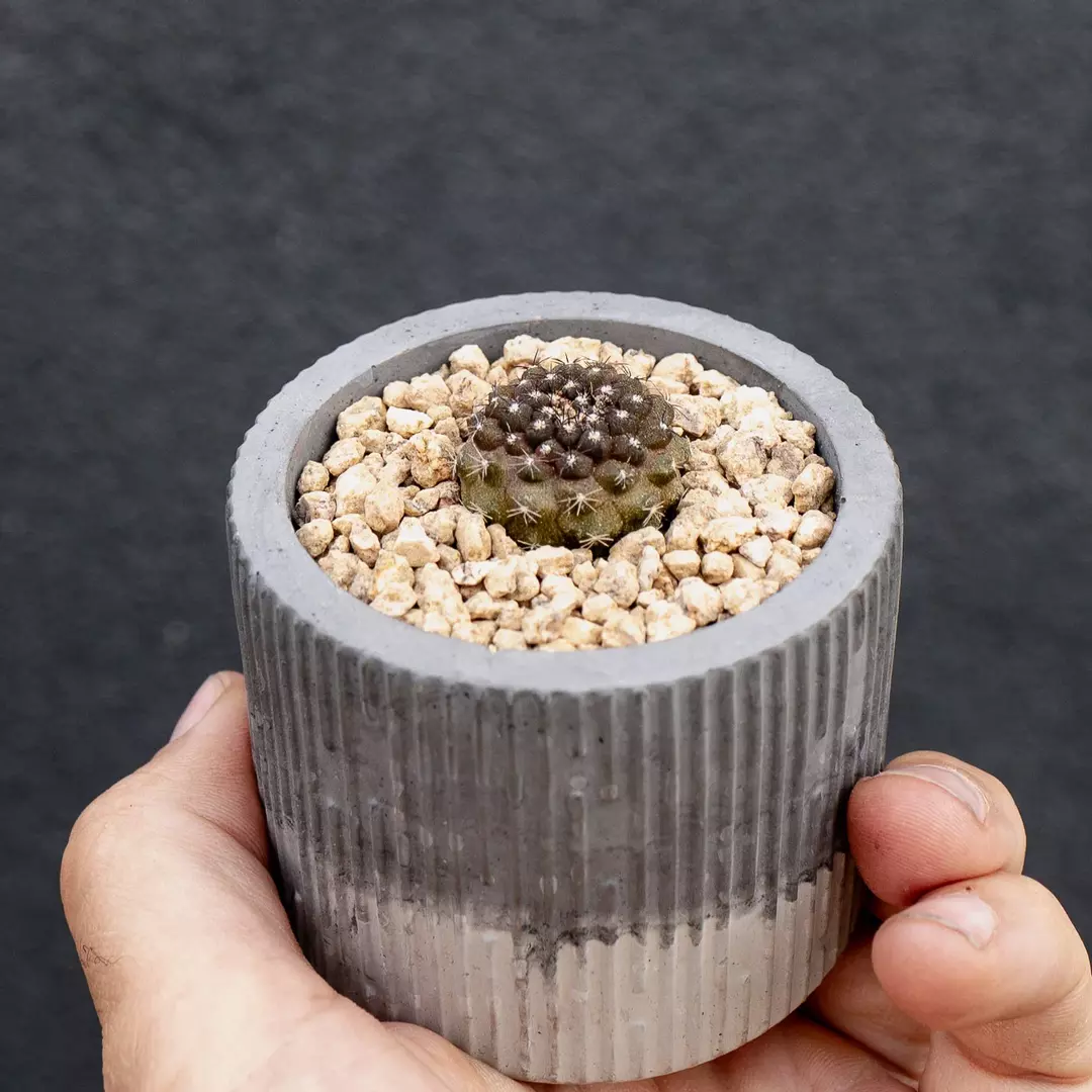 Copiapoa hypogaea thumbnail