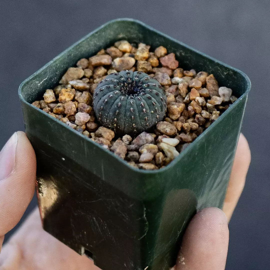 Frailea castanea thumbnail