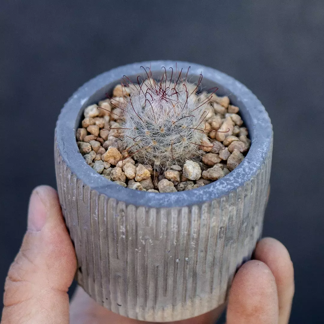 Cochemiea guelzowiana thumbnail