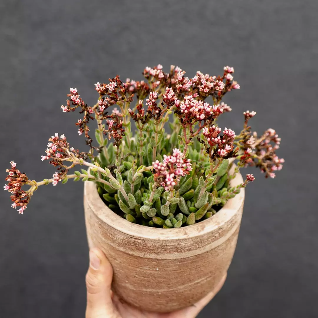 Crassula mesembryanthemoides thumbnail
