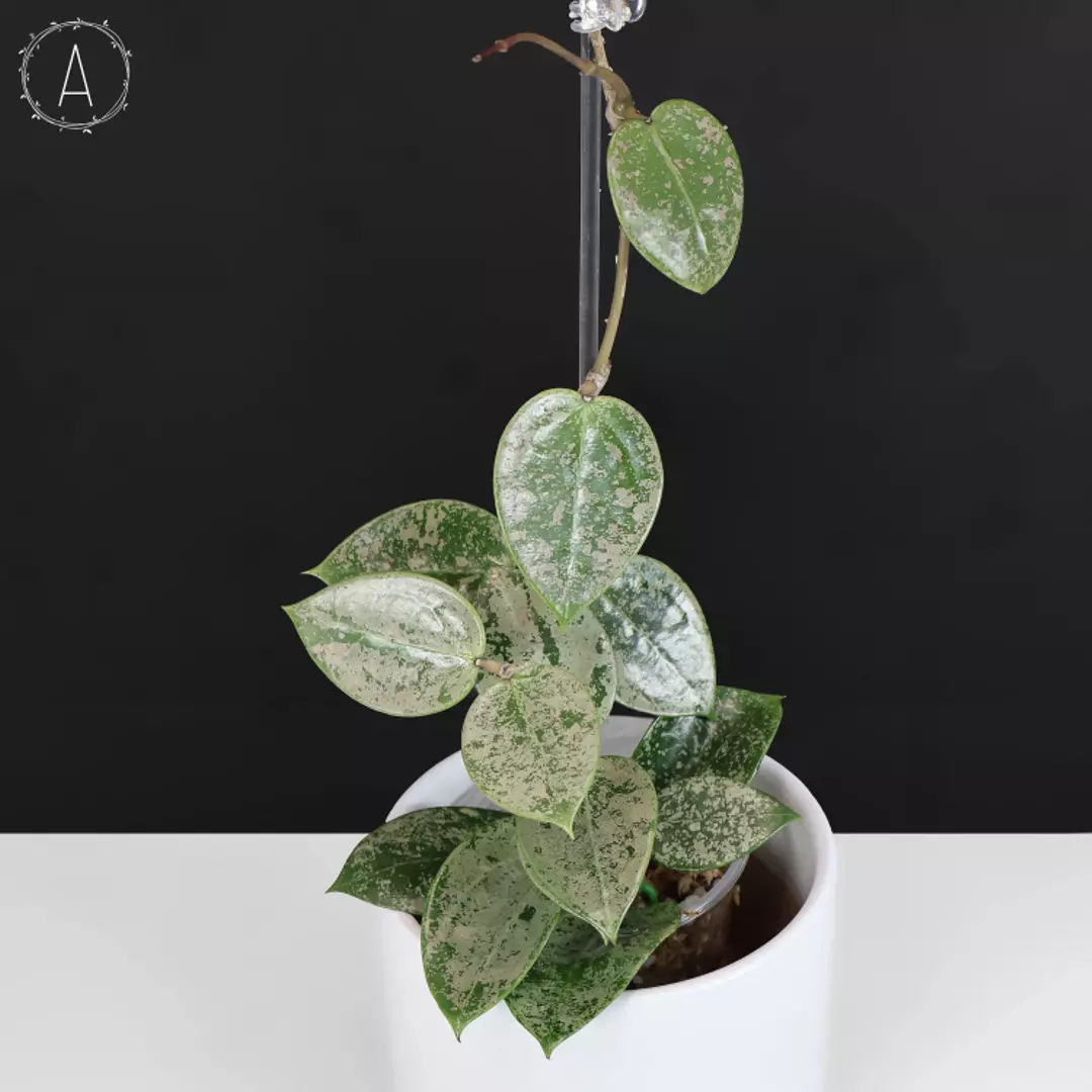 Hoya Verticillata Silver Heart Splash thumbnail