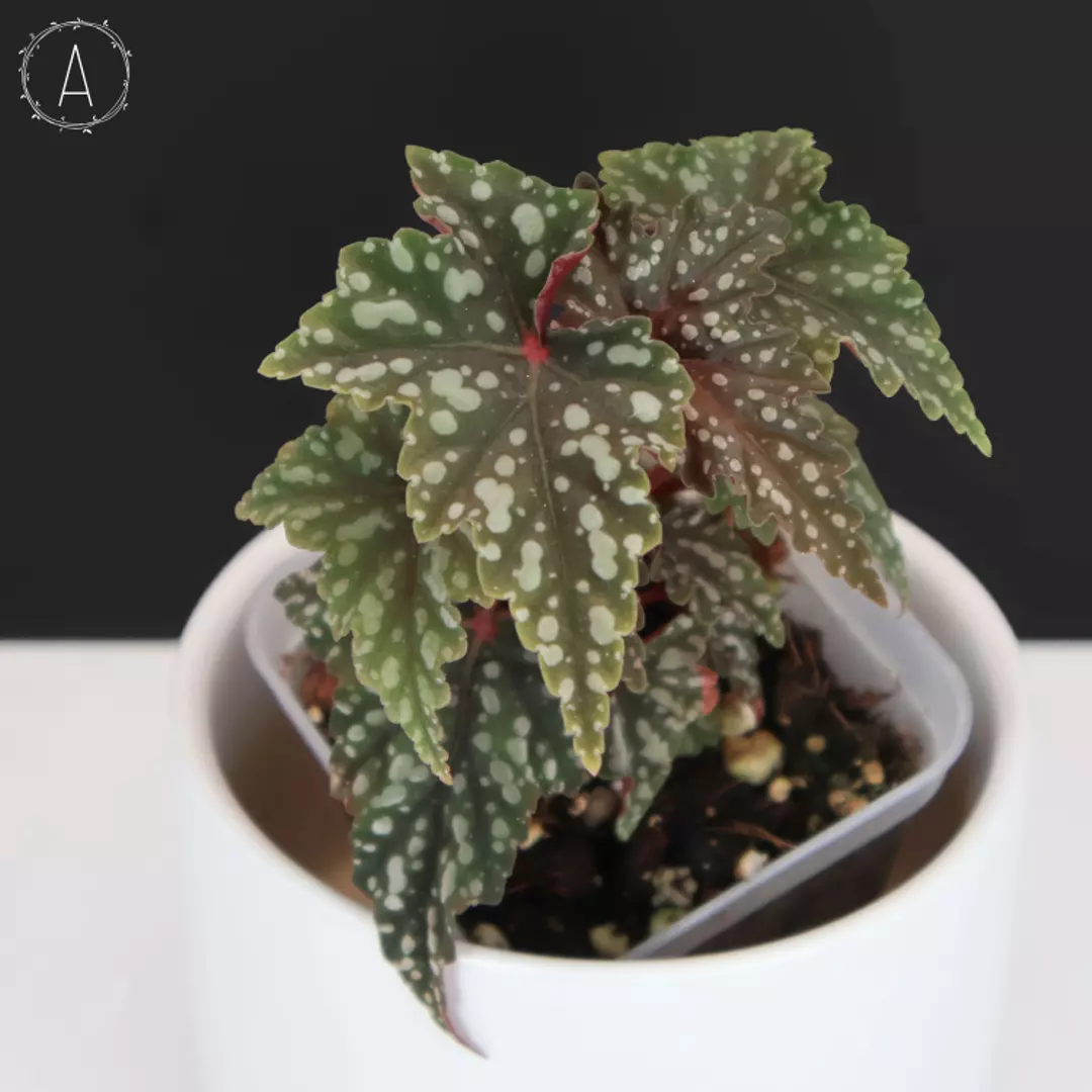 Begonia Izumo no Kiraboshi (REVERTED) thumbnail