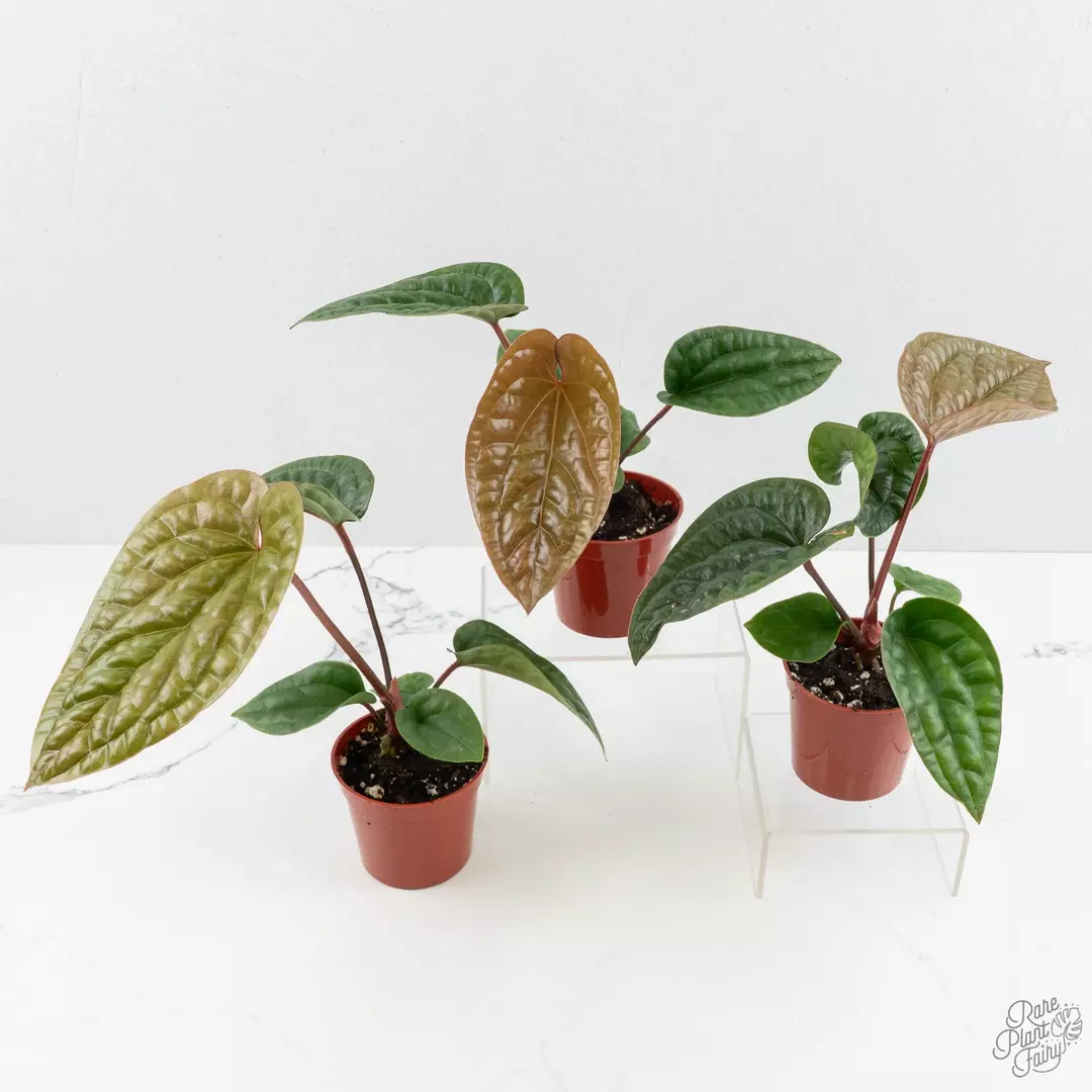 Anthurium radicans × luxurians *Grower's Choice* thumbnail