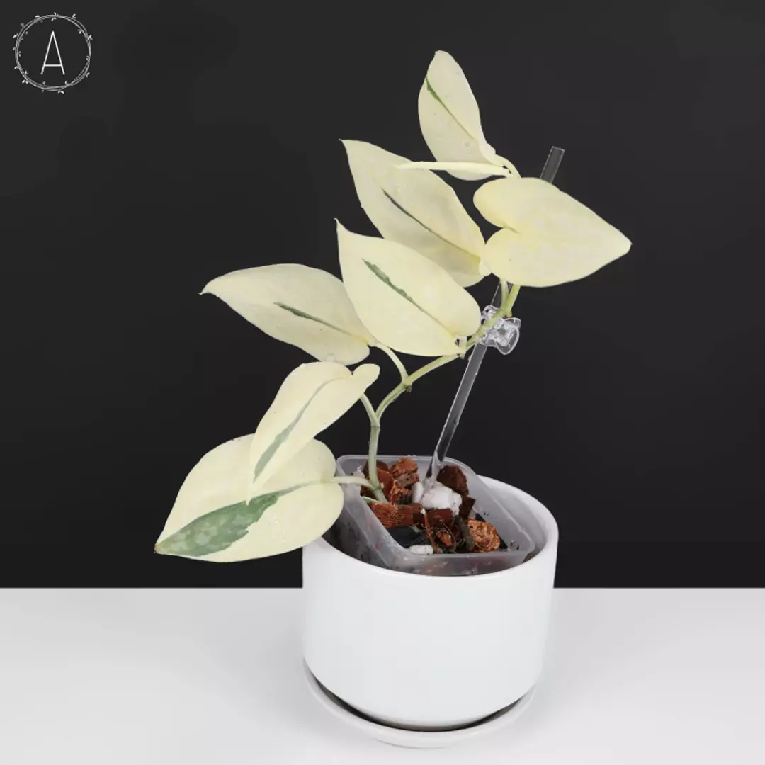 Scindapsus Simbara thumbnail