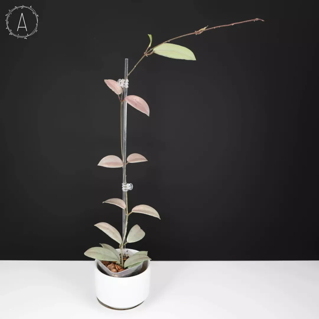 Hoya Wilbur Graves Silver thumbnail