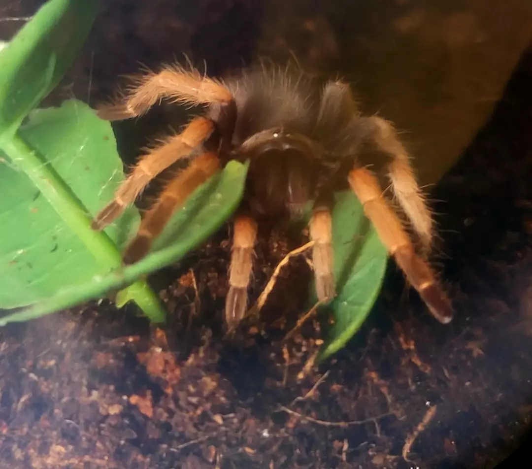Brachypelma boehmei | Mexican fire leg tarantula thumbnail